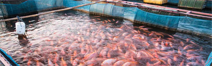 تصفیه آب در صنایع شیلاتی و پرورش ماهی